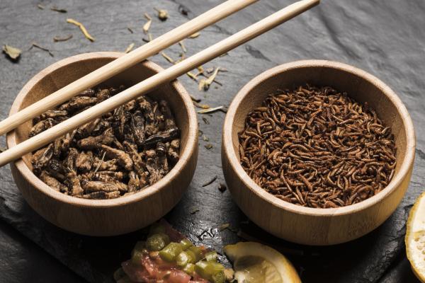 close view edible insects with sticks