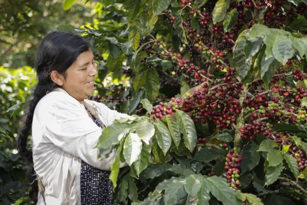 Fair Trade Kobieta zbierajaca owoce kawowca CORACA Boliwia fot Dennis Salazar Gonzales Fairtrade